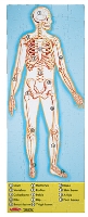 Melissa & Dough - Human Body Floor Puzzle