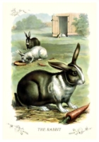 The Rabbit 1900 - AA3427541218