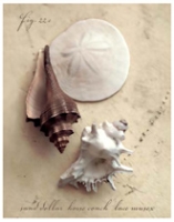 Seaside Collection II By Heather Johnston - FAR1318741216 