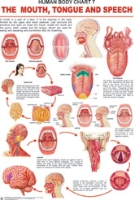 The Mouth Tongue And Speech 