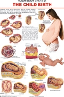 Dreamland - Human Body Chart 24 The Child Birth