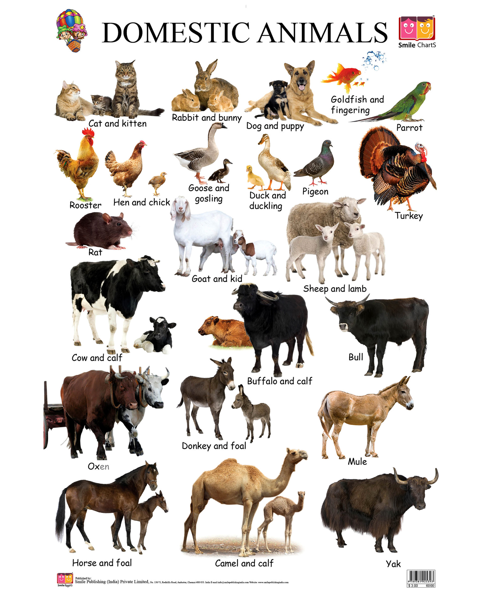 Animals, Domestic; Farm Animals