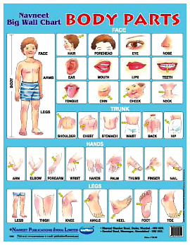 NavNeet Big Wall Chart Body Parts English Online in India, Buy at Best