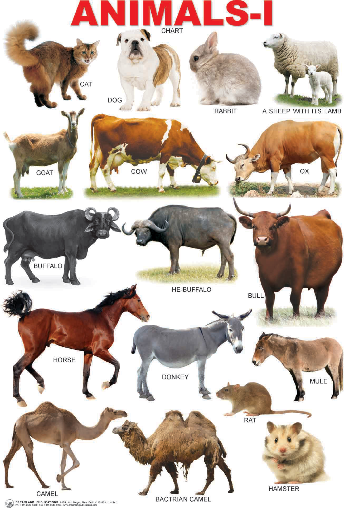 Pics For > Farm Animals Chart