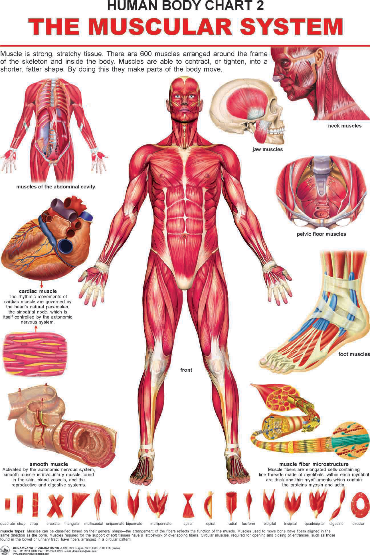 The Muscular System 14