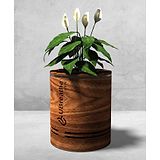 uBreathe Mini Classic Air Purifying Planter - Area Coverage Upto 80 Sqft