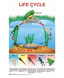 Charts And Posters Read and Learn Online in India, Buy at Firstcry.com