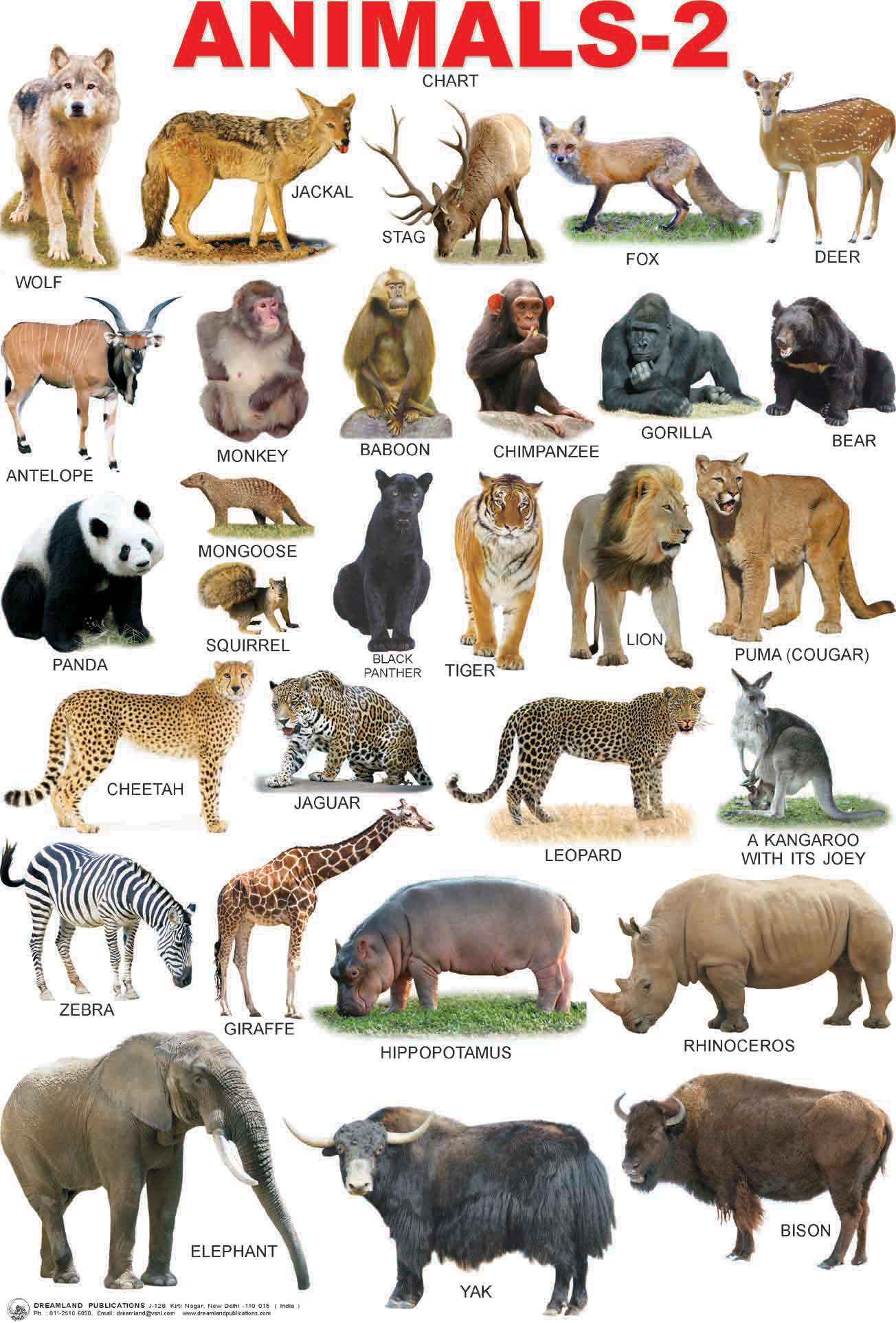 Beautiful wild animal best blog: Wild animals pictures chart