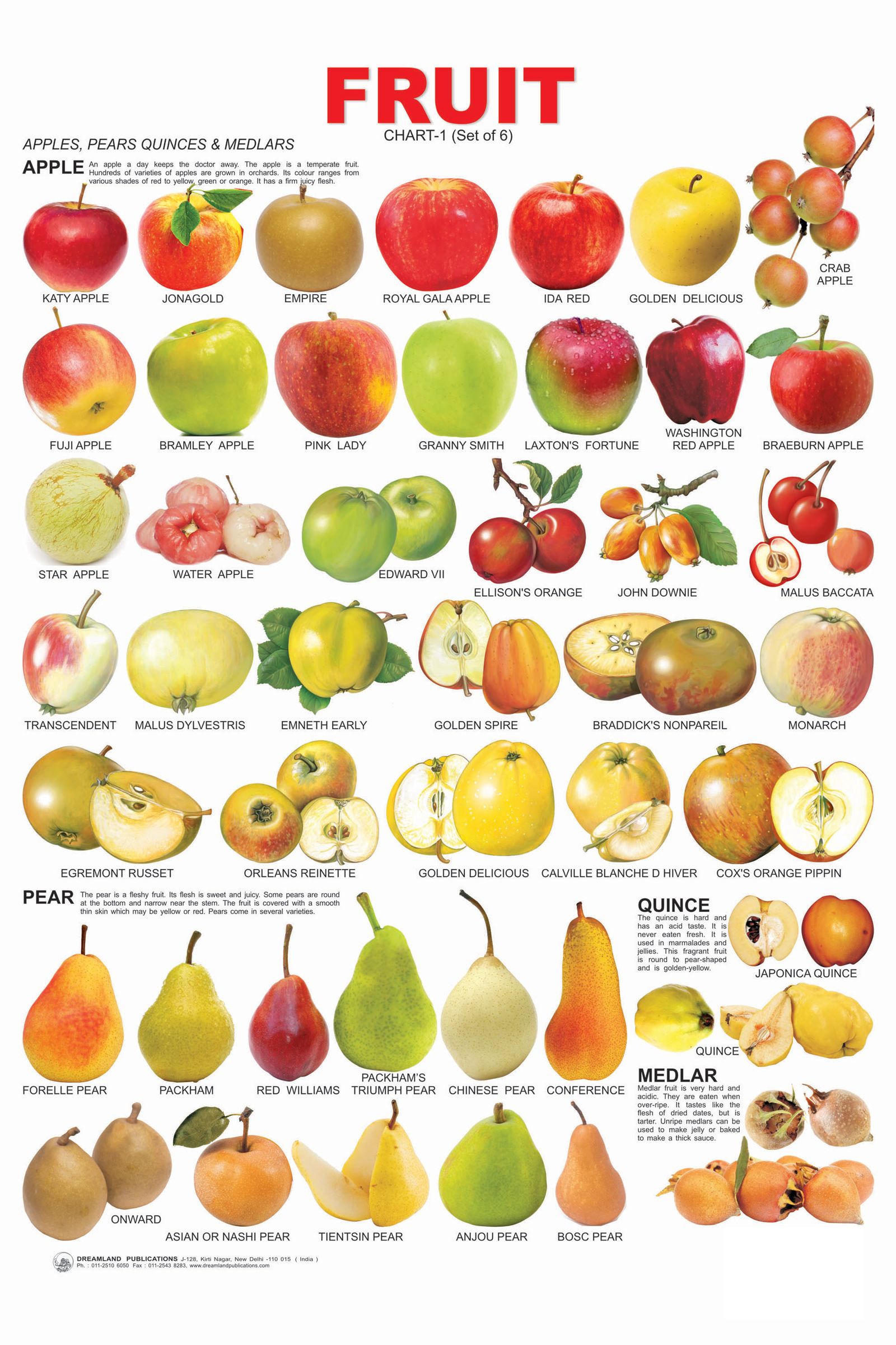 Different Types Of Fruit Buy Fruits Chart 50 X 70 Cm Book Online At
