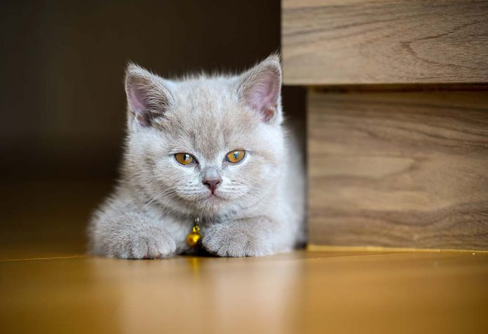 Belling The Cat Story with Moral for Children