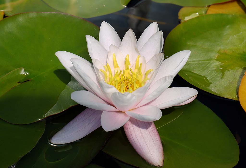 Lotus Flower Essay in English for Class 1, 2 & 3: 10 Lines, Short