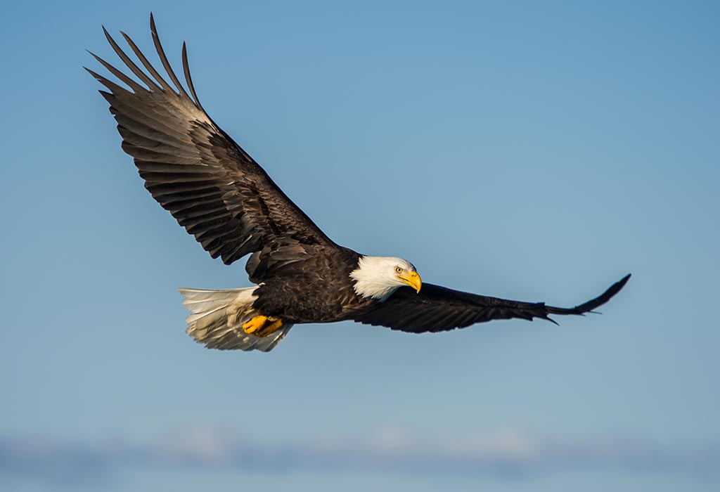 Eagle Bird
