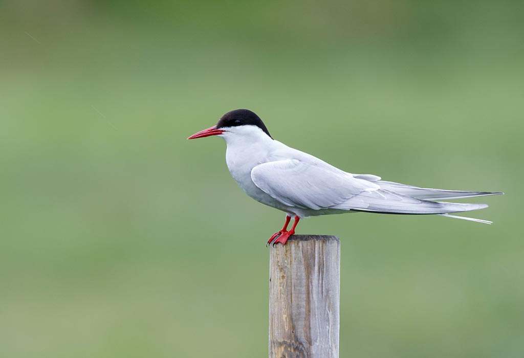 Arctic tern Bird