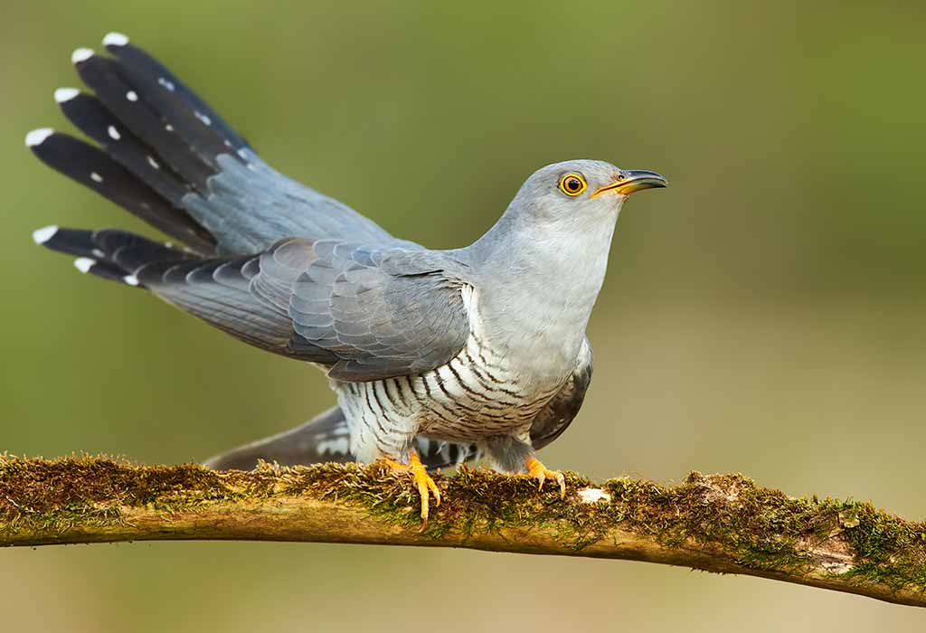Cuckoo Bird