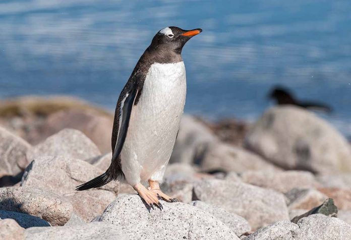 GK Questions About Birds With Answers For Class 1, 2 & 3 Kids