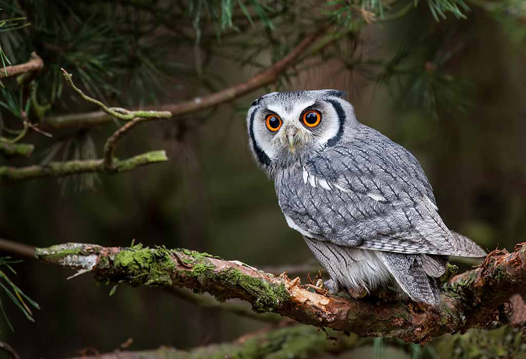 Owl Bird