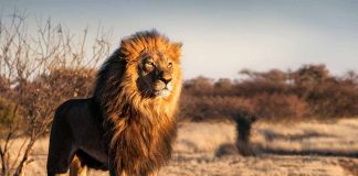 Essay on Lion