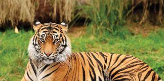 essay on tiger