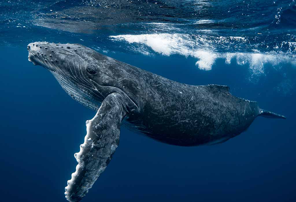 31 Incredible and Beautiful Marine Animals-Biology for Kids and Teens🐋 