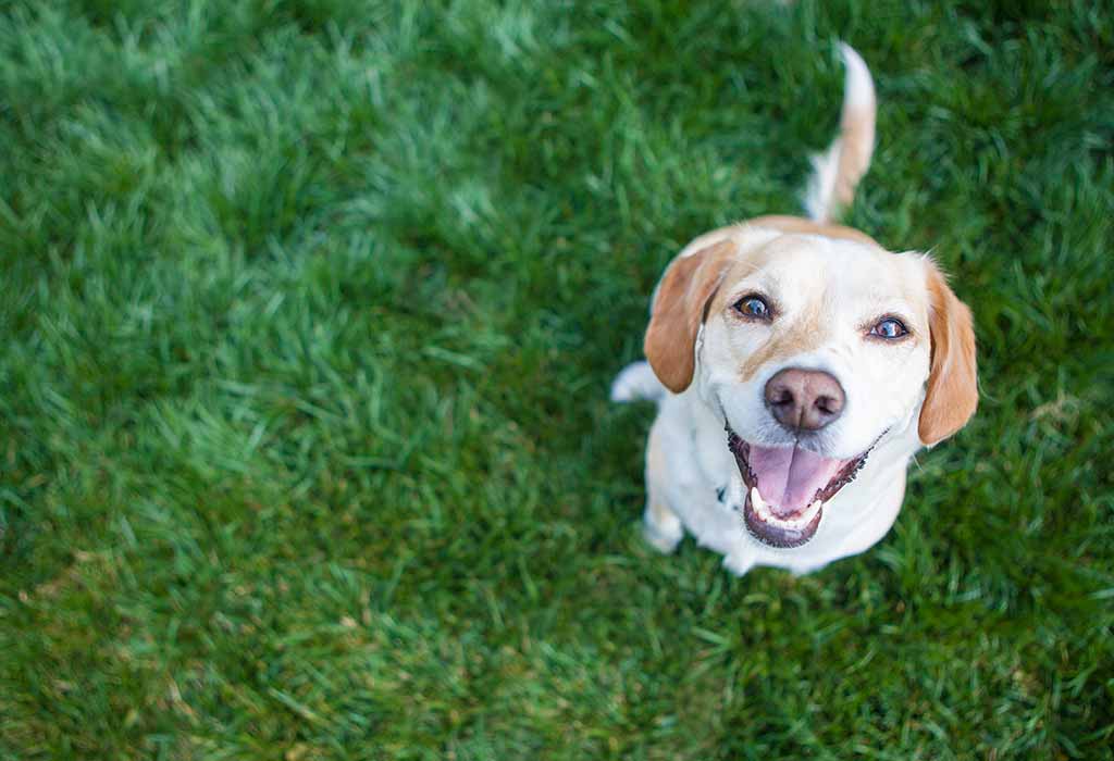 Short Essay On Dog