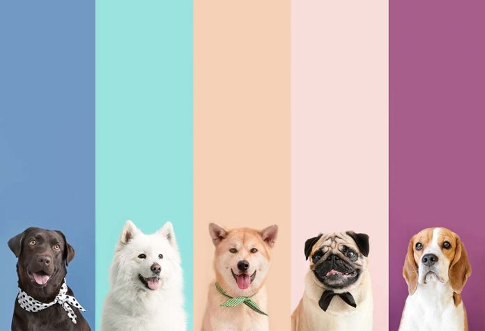 Essay on Dog For Children - 10 Lines, Short and Long Essay