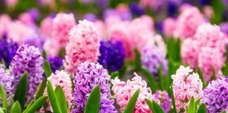 Essay on My Favourite Flower - 1863326218