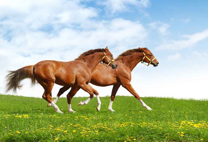 Essay On Horse For Children - 10 Lines, Short and Long Essay