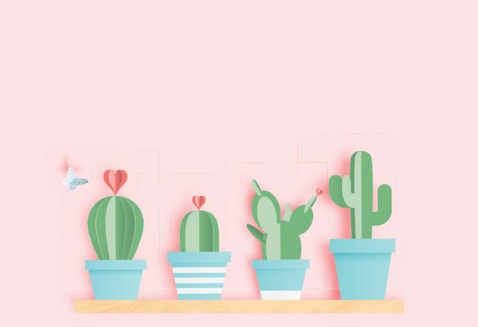 Cactus Plants