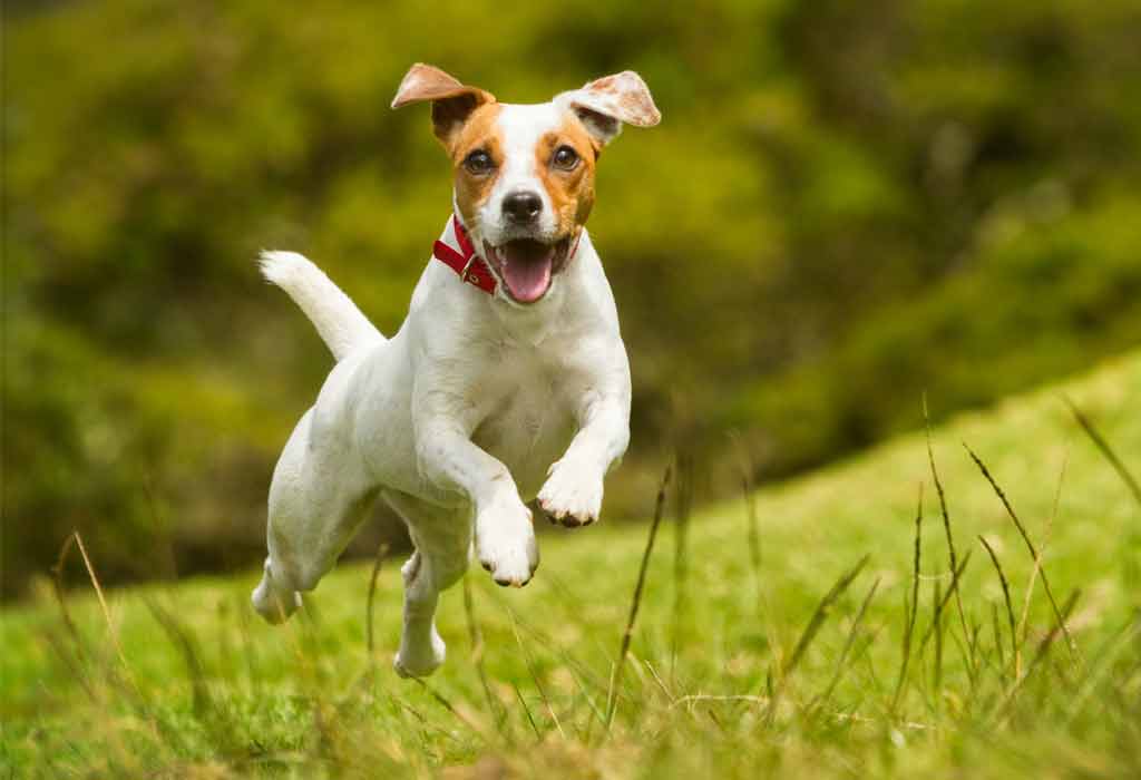 Dog