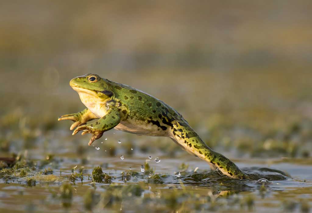 Frog