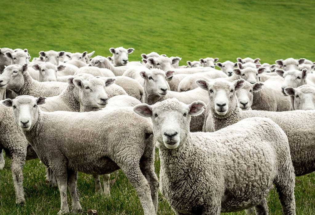 Sheep