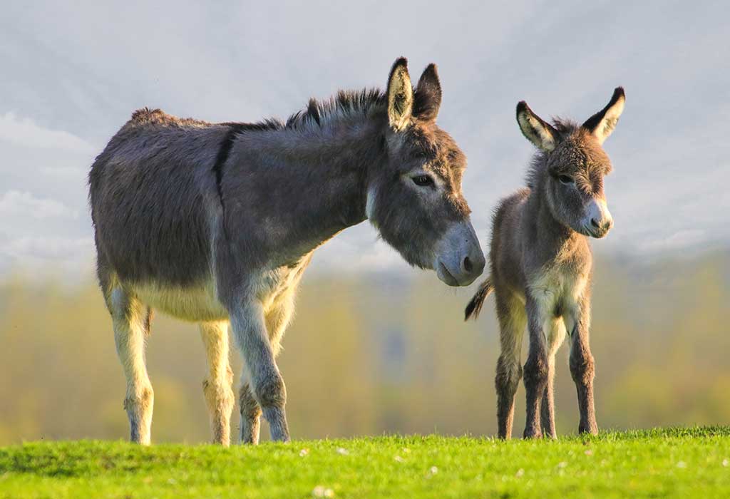 Donkey