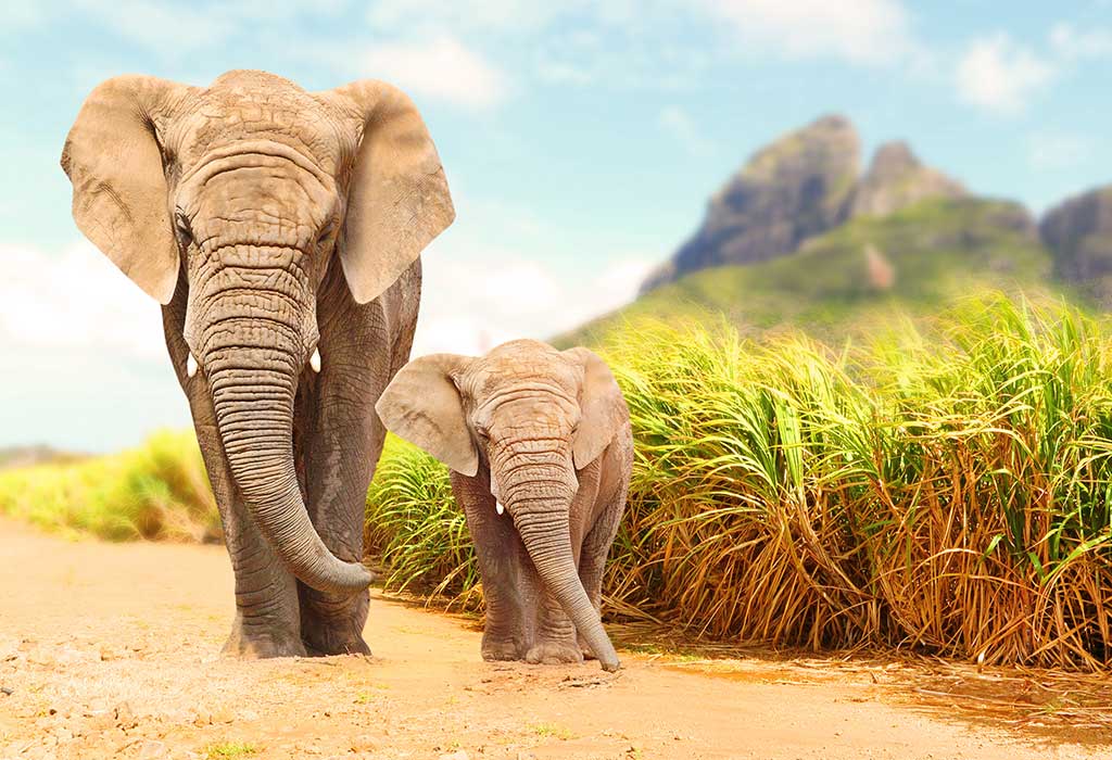 Elephant