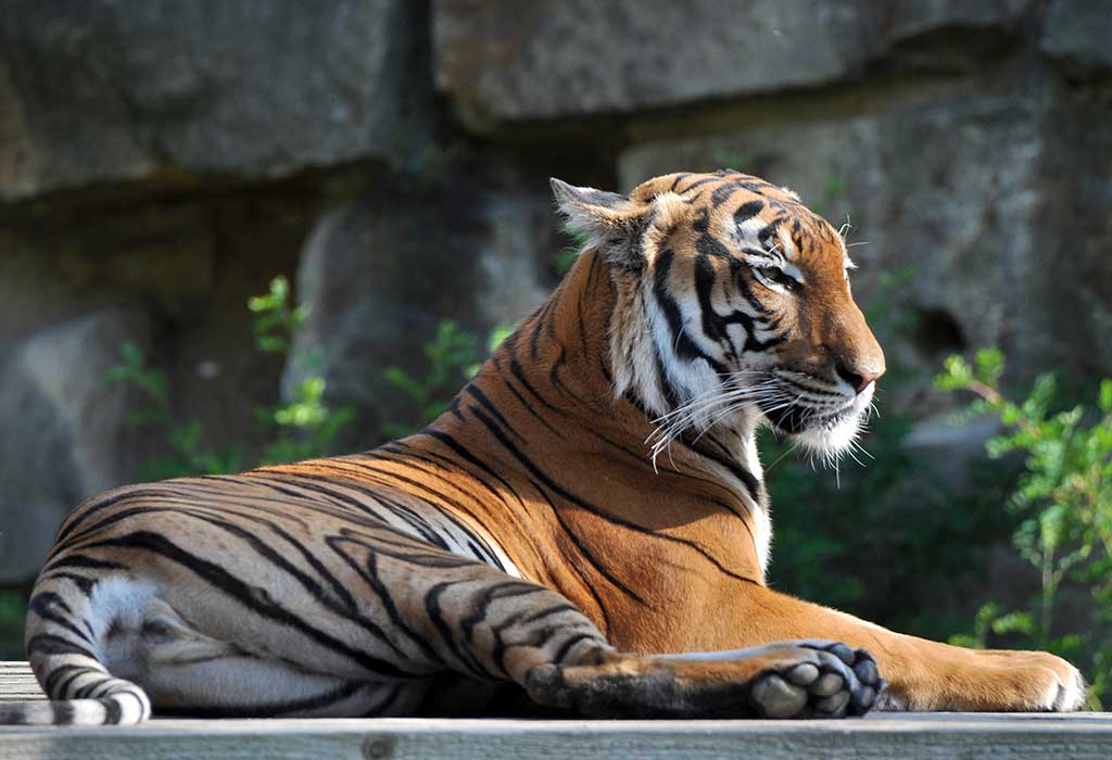 GK Questions on Animal Sound Names For Class 1, 2,& 3 Kids GK Questions on Animal Sound Names For Class 1, 2,& 3 Kids