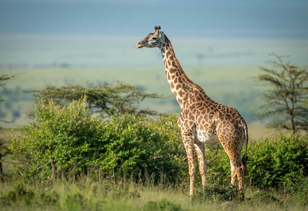 Giraffe 