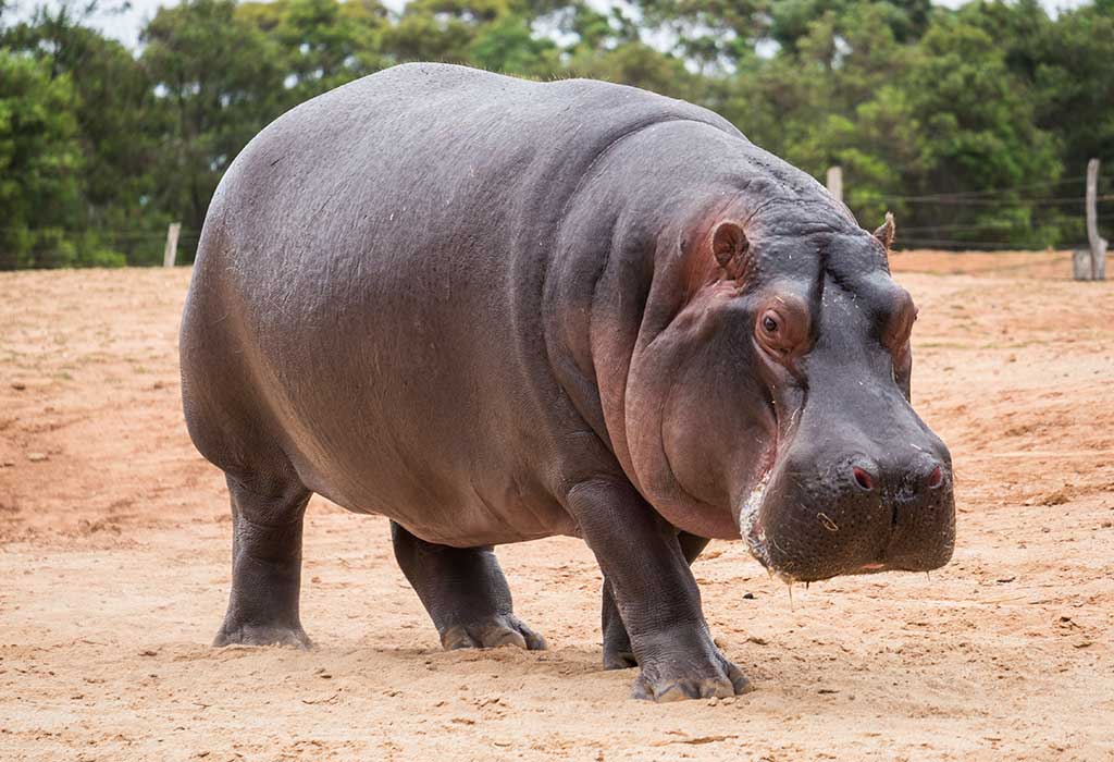 Hippopotamus 