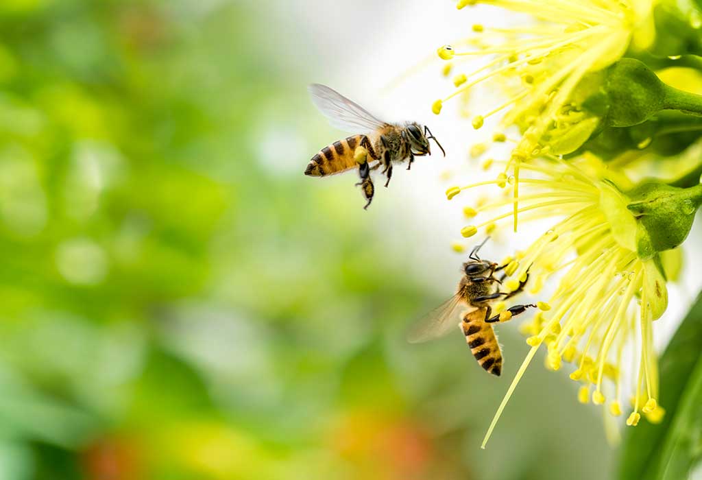 Bee
