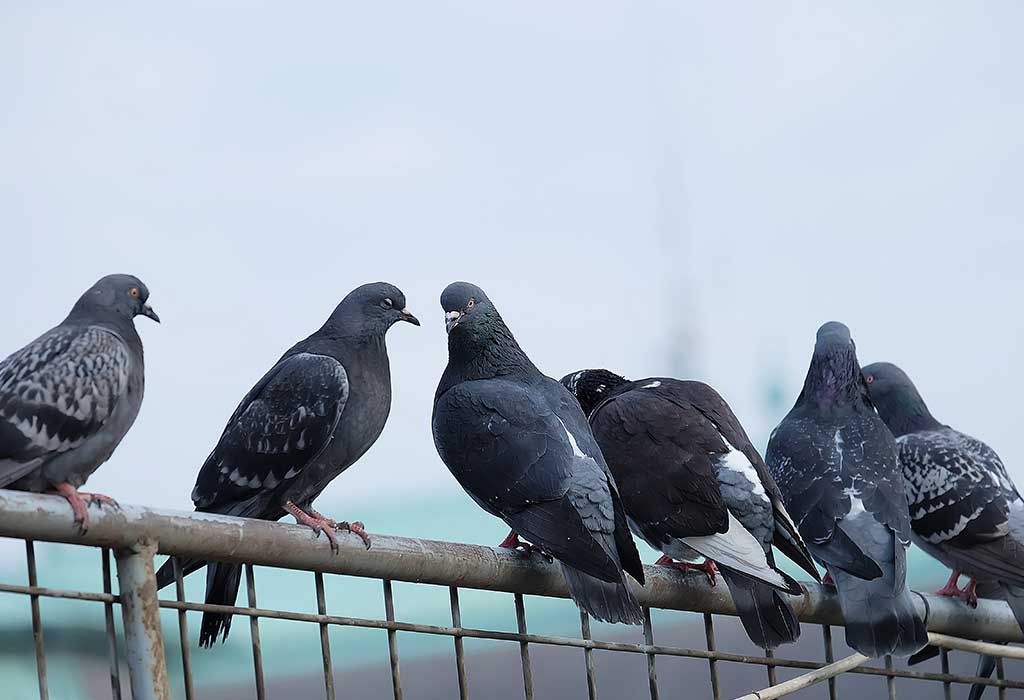 Pigeon