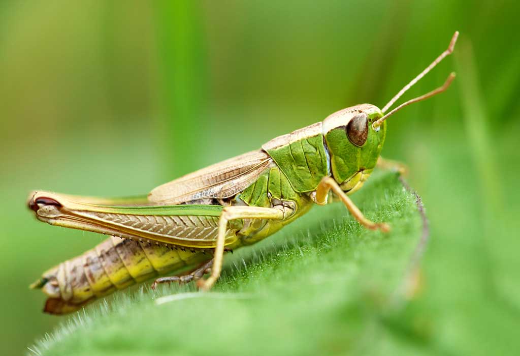 Grasshopper