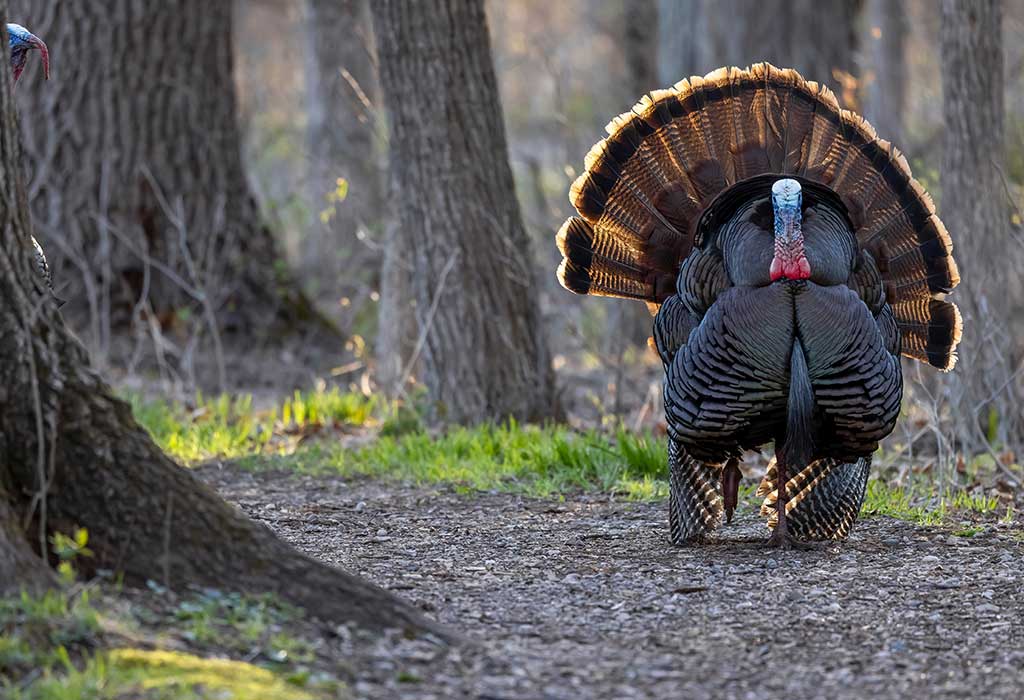 Turkey