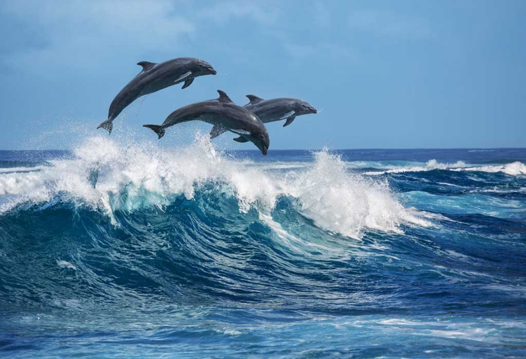 Dolphin 