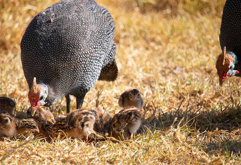 guineafowl's young one