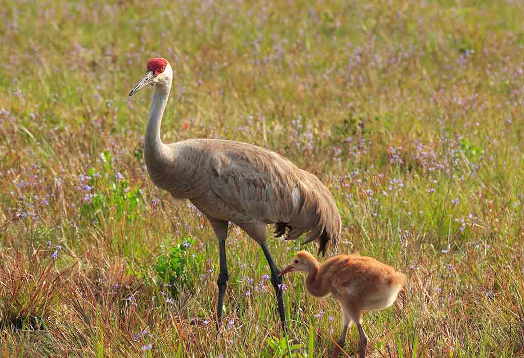 young one of a crane