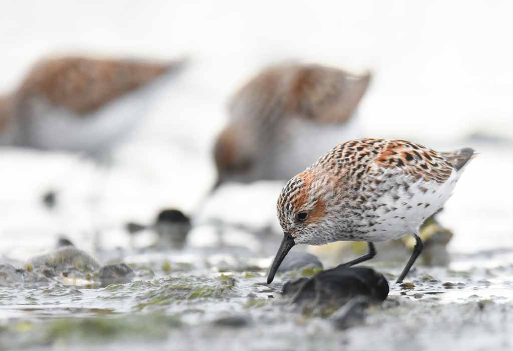 sandpiper’s young one