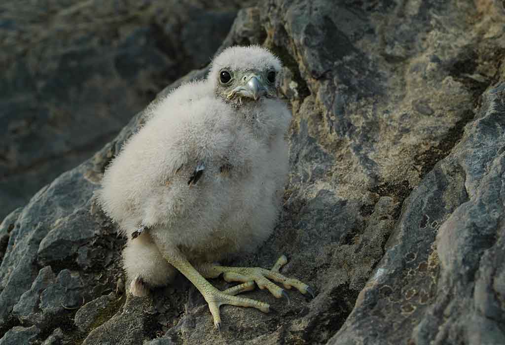 baby eagle