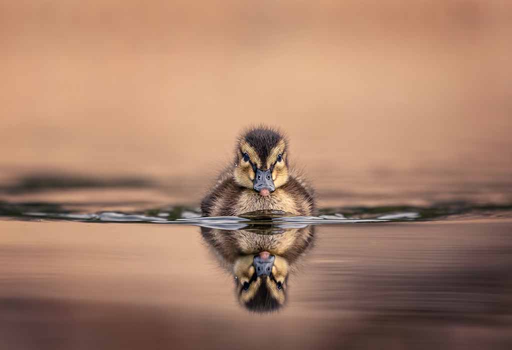 duck's young