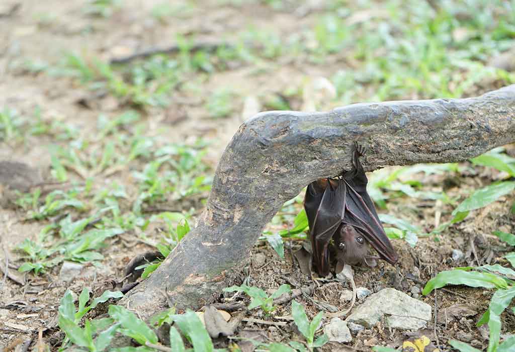 bat