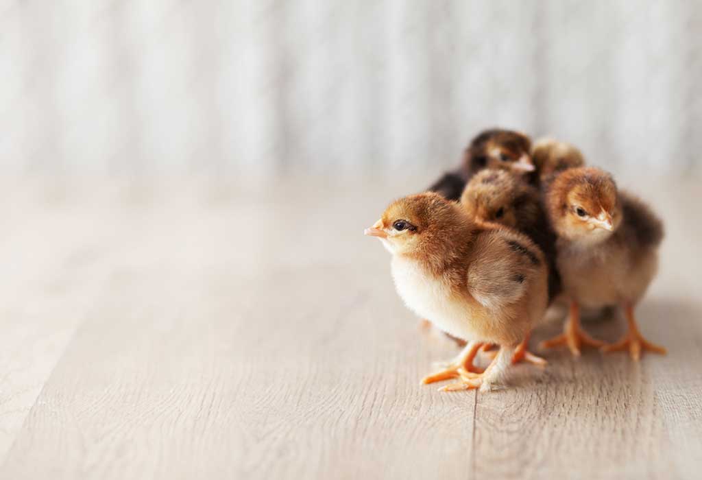 little one of a hen