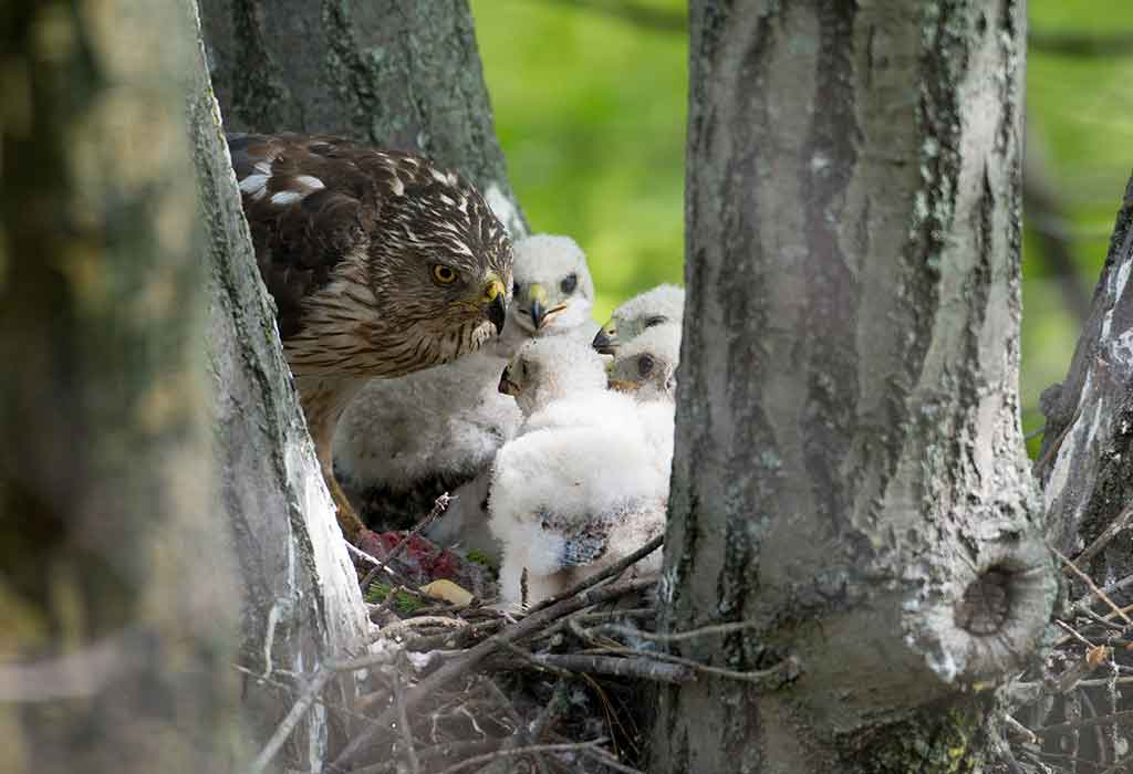 hawk