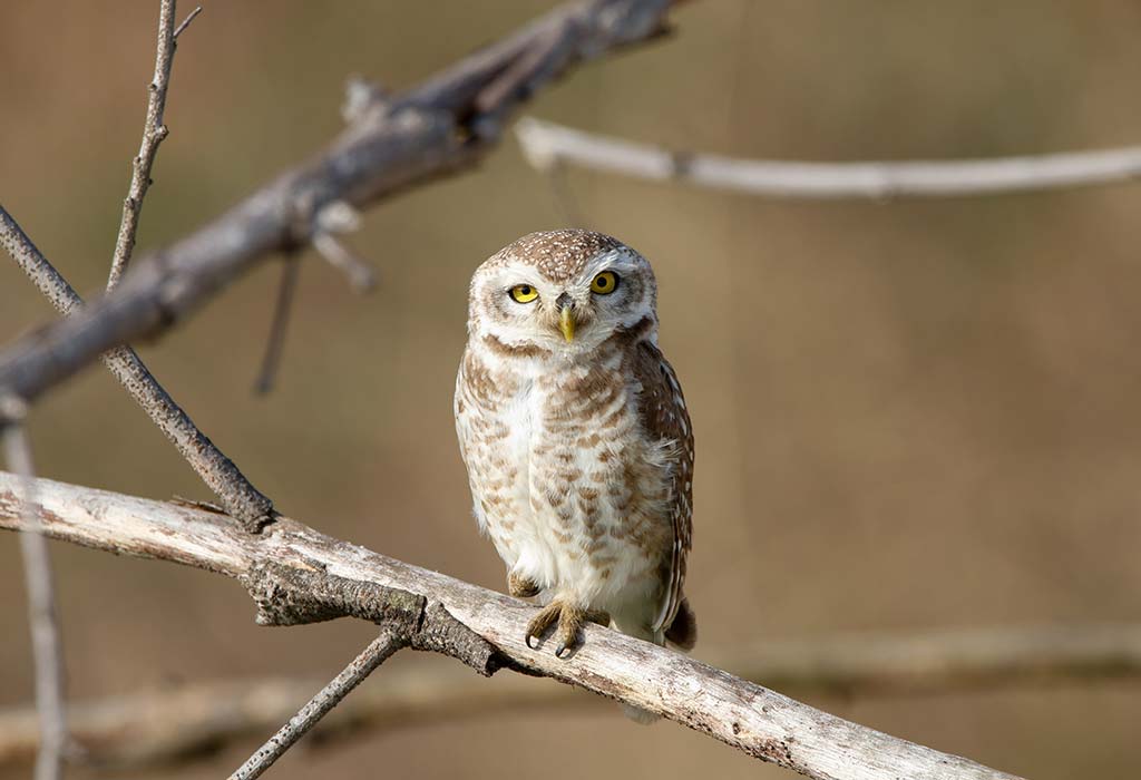 baby owl